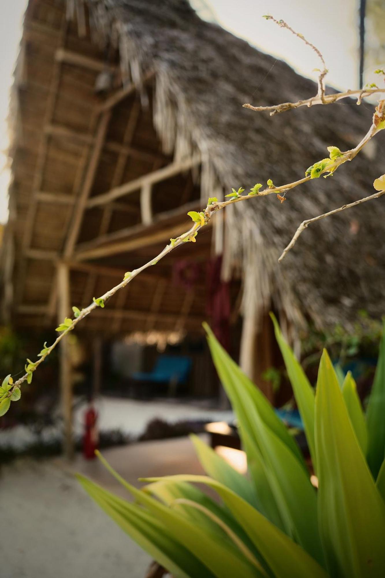 Your Zanzibar Place Paje Εξωτερικό φωτογραφία